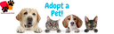 Adopt a Pet! with Hayward Animal Shelter