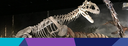 Discovering Dinosaurs in Madagascar