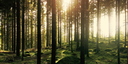 Forest Bathing and the Art of Haiku