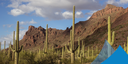 Cactus Hotel Storytime with Saguaro National Park