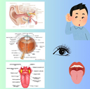 Human Anatomy Class: Special Senses