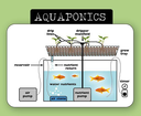 Master Gardeners Talk: Aquaponics: Growing Fish and Food in Harmony