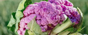 Mysteries of Purple Veggies
