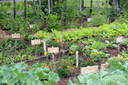 Master Gardeners: Veggie Gardening with EASE