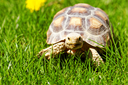 Reptile Day 2026