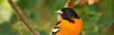 Accessible Birding