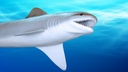 Museum Family Day: Shark Shenanigans