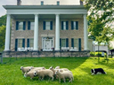 Free Farm Friday (Jul 17, 2026, 10:30am - 11:30am)