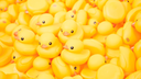 Duck Derby