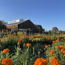 Volunteering at Stanford Educational Farm (July 18, 2026)