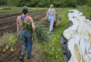 Agroecology Farm Volunteer Workday