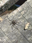 Stupendous Spiders, Fort Harrison State Park