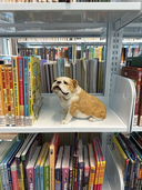 Find Fido Friday
