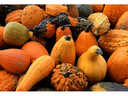 Pumpkinology Enrichment Class (Ages 5-9)