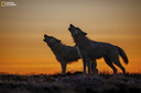 Guided Tours: Special Exhibition – “Wolves: Photography by Ronan Donovan” (2026) - July 17, 2026