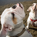 The San Francisco English Bulldog Monthly Meetup