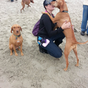 The San Diego Vizsla Meetup Group Monthly Meetup