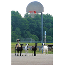 Friday lunchtime basketball