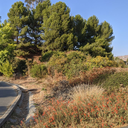 Habitat Restoration at Lake Cunningham