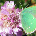 Green Hairstreak Corridor
