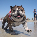 30-Minute Beach Cleanup @ Rosie's Dog Beach, Free Refreshments & Giveaways