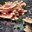 Eat the Neighborhood Foraging Tour & Dinner: Khepri Kitchen Mount Prospect