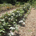 Meet at the urban vegetable farm
