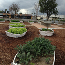 Seeds of Hope Garden