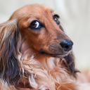 Dachshunds & Small Dog Meetup