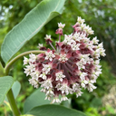 Midewin National Tallgrass Prairie Hike