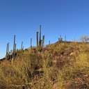Tumamoc conditioning climb