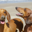 Dachshunds of Alki