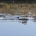NOW 8:00 AM! Lincoln (Ca) Walkers - Wilson park <=> Coyote pond