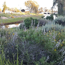 Rose Creek Habitat Restoration