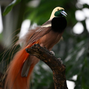 Night at the Tropics - National Aviary. Ticket required.