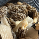Foraging Walk at Belle Isle State Park