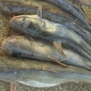 DFW Team Fishing