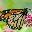 #616 Butterflies on the Wing at Barson’s Greenhouse