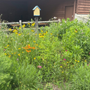 Missouri Monarch Mission