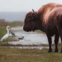 Guest Presentation and Discussion: Wildlife Photographer Dawson Bland