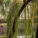 Willow Circle ~ Themed in “Living Authentically” (Sat Evenings)