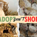 Adopt, Don't Shop! Tell Petco to Stop Selling Animals!