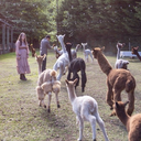 Picnic With Alpacas