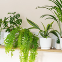 Plant Swap and Seed Bombs