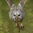 Passionate, Perceptive, Protective at Noble Woods