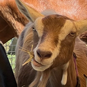Join Us for the 2026 Great Goat Graze-Off Walk
