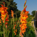 Garden Walk at Denver Botanic Gardens