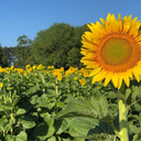 Sunflowers + Trolls
