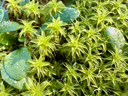FAMILY SCIENCE WORKSHOP: SUMMER NATURE LAB