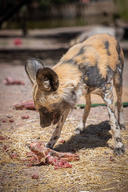 Member Event: African Painted Dogs Carcass Feeding